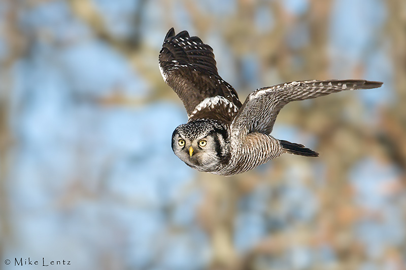 Northern Hawk Owl