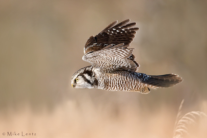 Northern Hawk owl