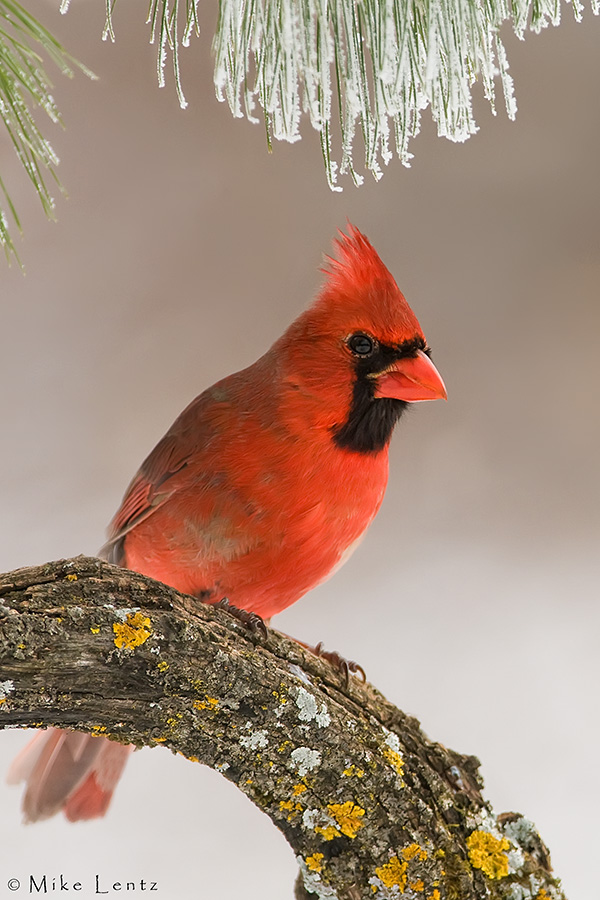 Northern Cardinal