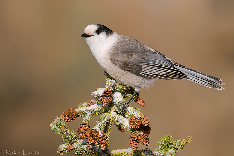 Gray Jay