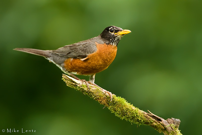 American Robin