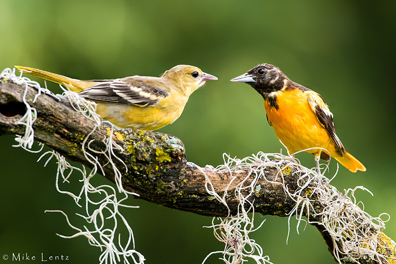 Baltimore Oriole siblings