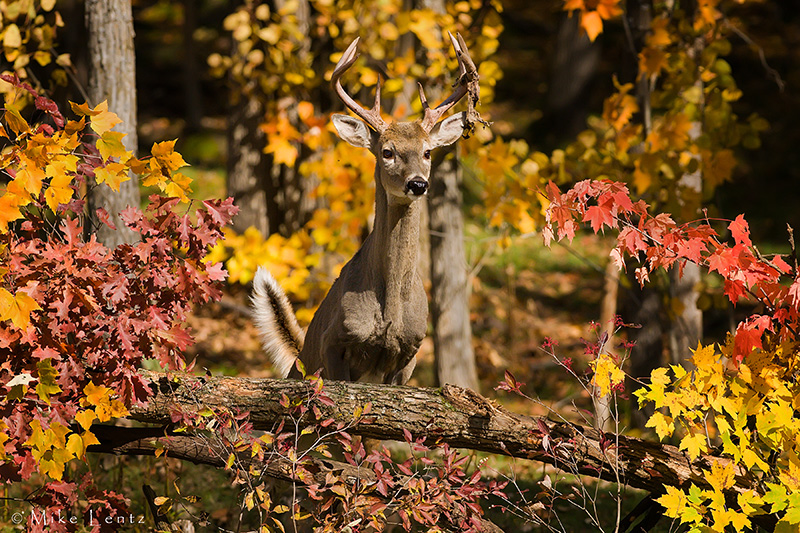 Buck bursting over downed logs