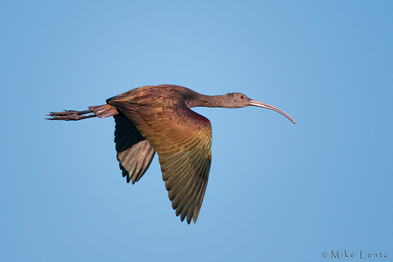 White faced ibis
