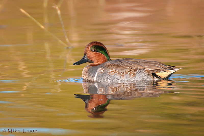 Green -Winged Teal