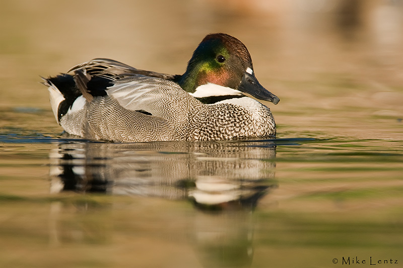 Falcated Teal