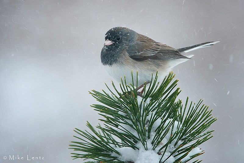 Dark Eyed Junco