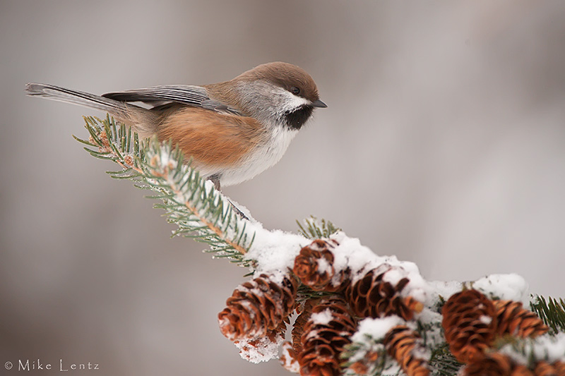 Boreal chickadee