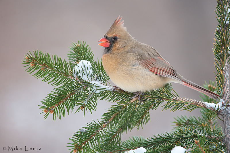Northern Cardinal (female)