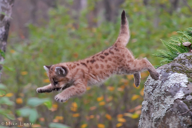 Cougar cub leaps