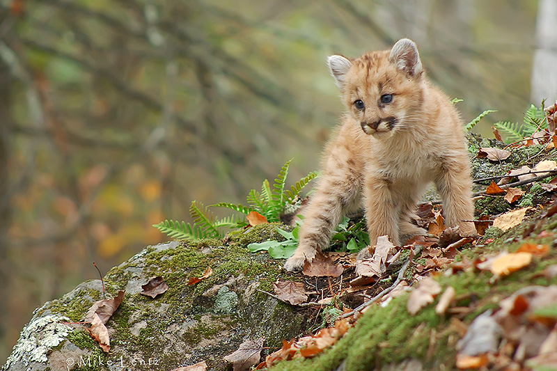 Cougar cub