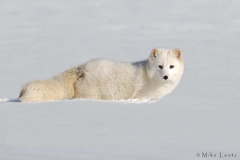 Arctic Fox