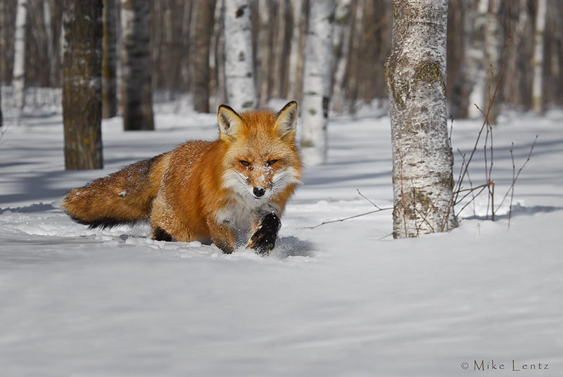 Red Fox winter scene