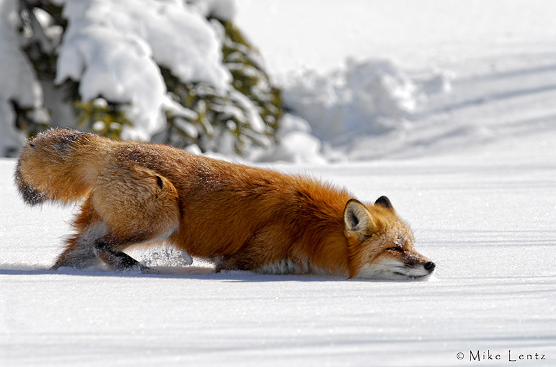 Red Fox sniffs scent