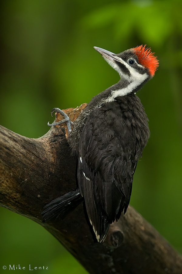 Piliated Woodpecker