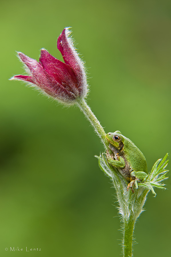 Pasque flower