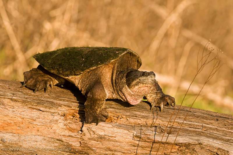 Snapping turtle