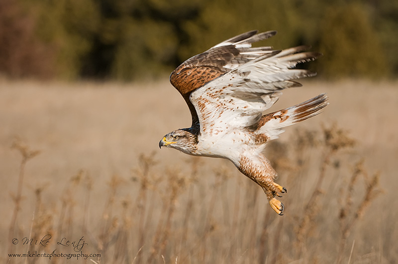 Ferruginous Hawk blows by!