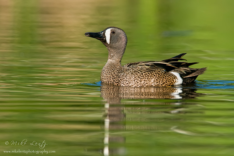 Blue-Winged Teal