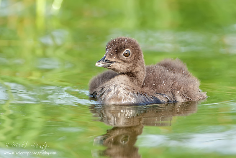 Loon baby