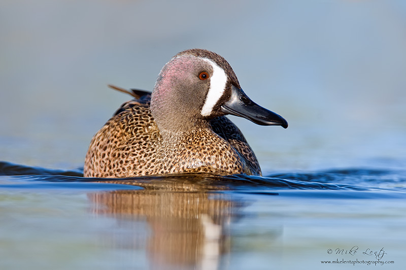 Blue-winged Teal (Drake)
