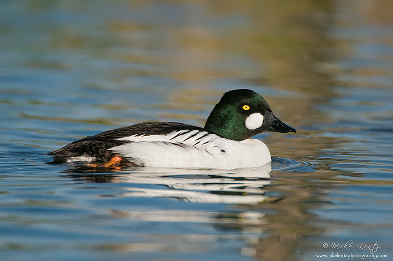 Common Goldeneye