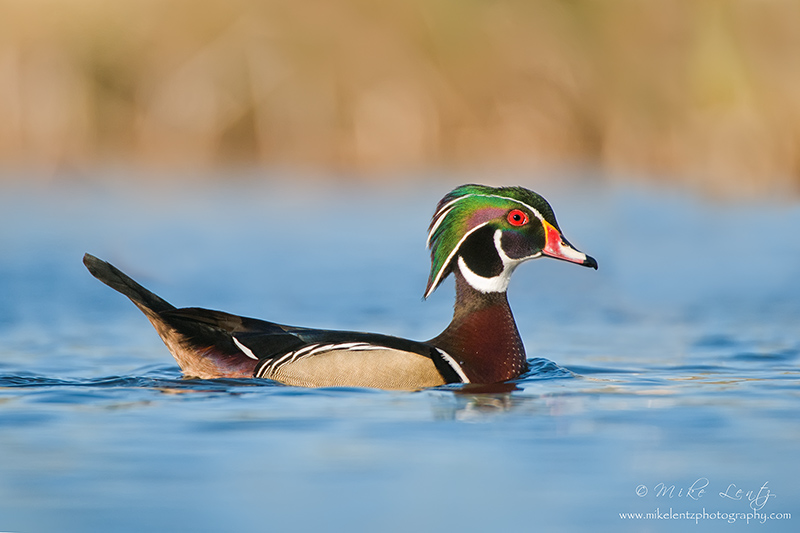 Wood duck