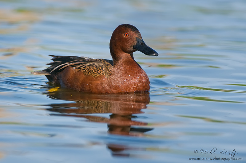 Cinnamon Teal