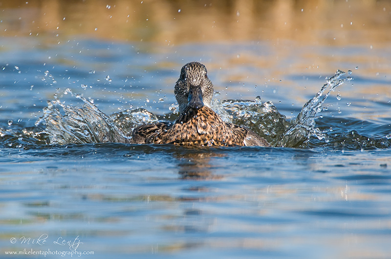Cinnamon Teal (Hen)