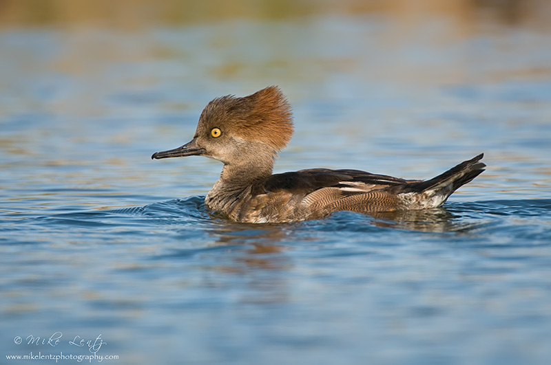 Hooded merganser