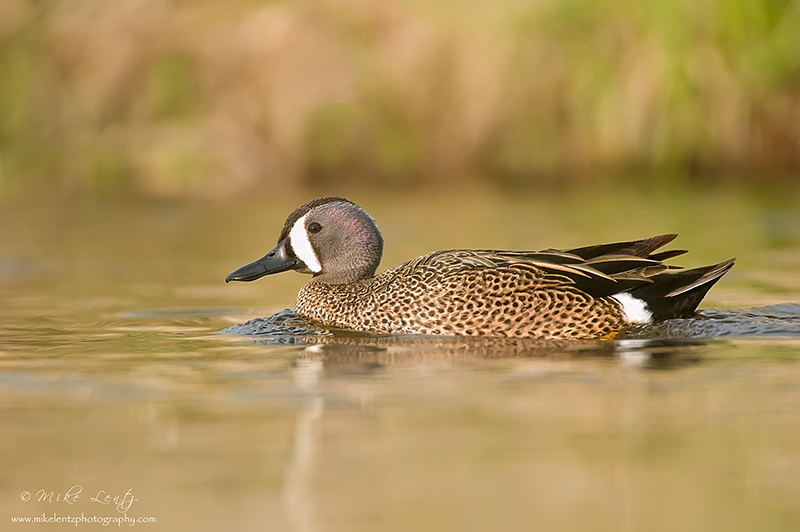Blue-winged Teal (drake)