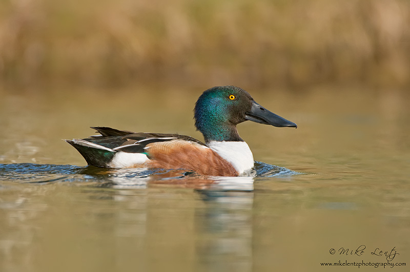 Northern Shoveller (Drake)