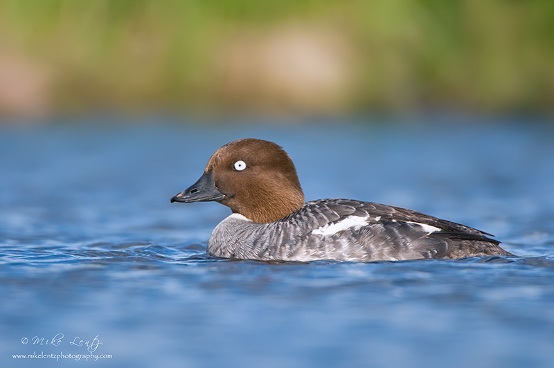 Common Goldeneye (Hen)