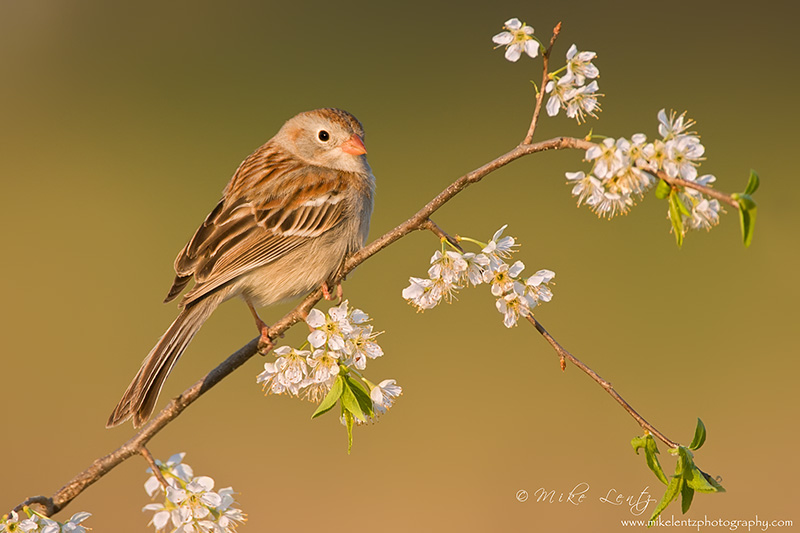 Field Sparrow