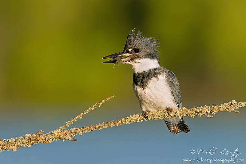 Belted Kingfisher