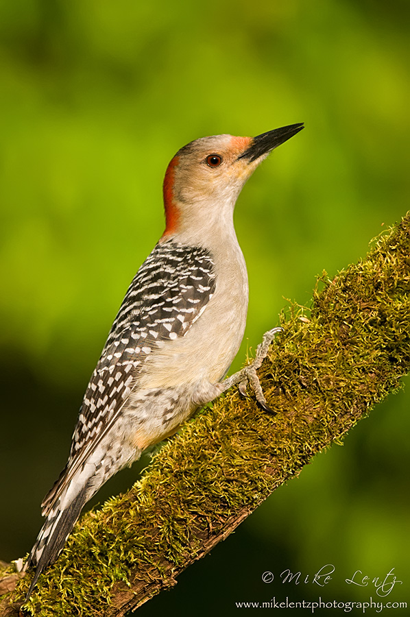 Red-bellied Woodpecker