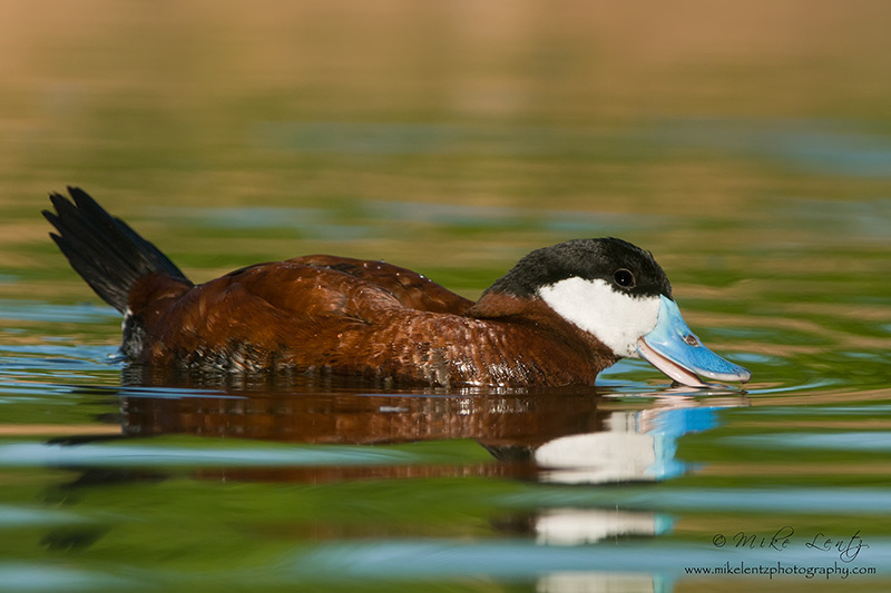 Ruddy duck