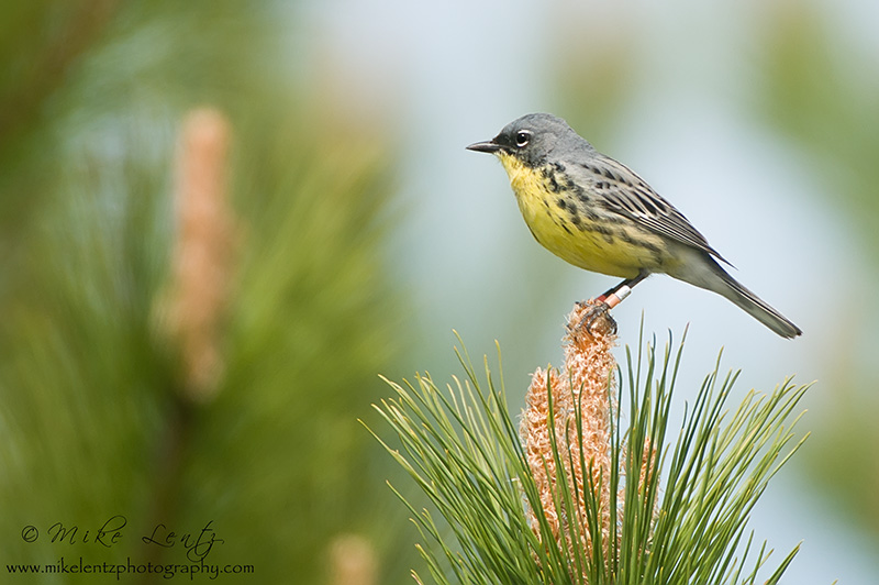 Kirtlands Warbler on Red Pine
