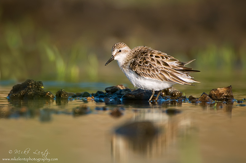 Semipalmated Sandpiper