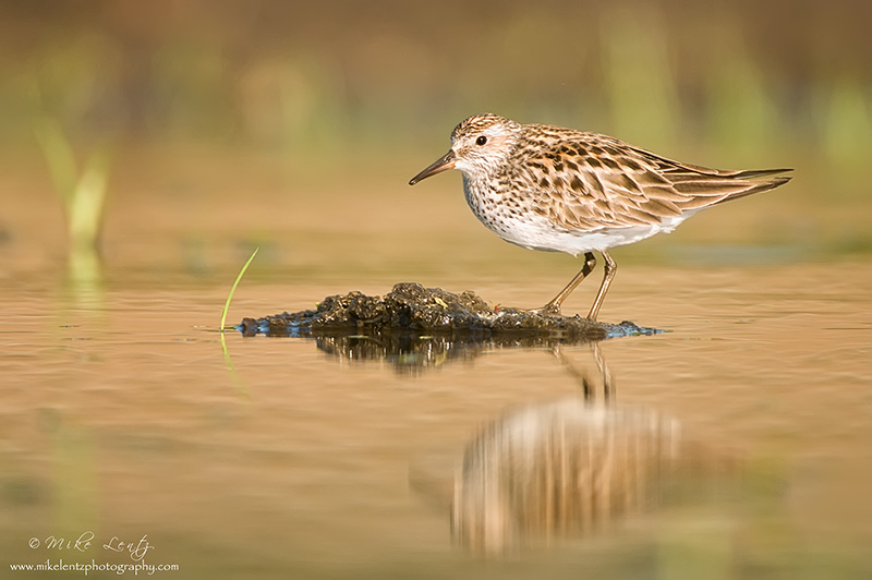 White-rumped Sandpiper