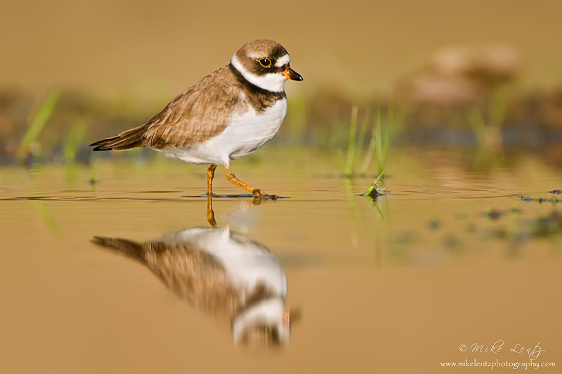 Semipalmated Plover