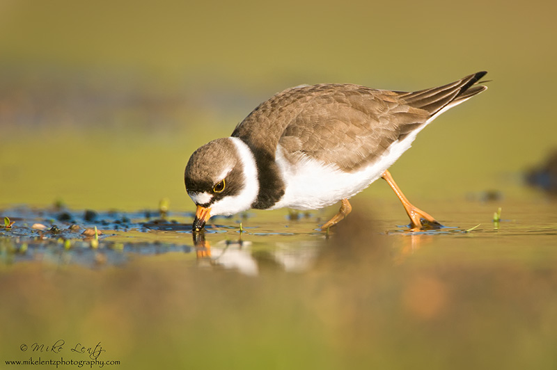 Semipalmated plover feeding
