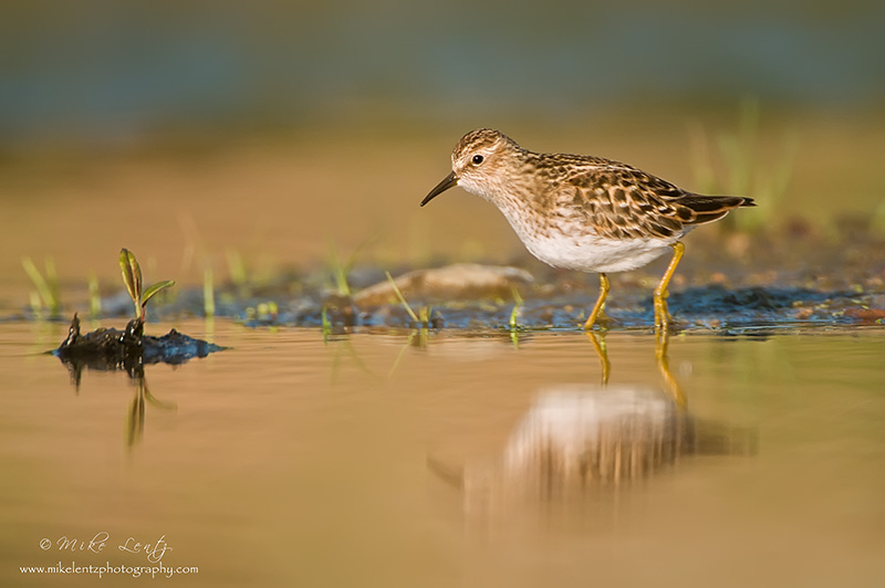 Least Sandpiper