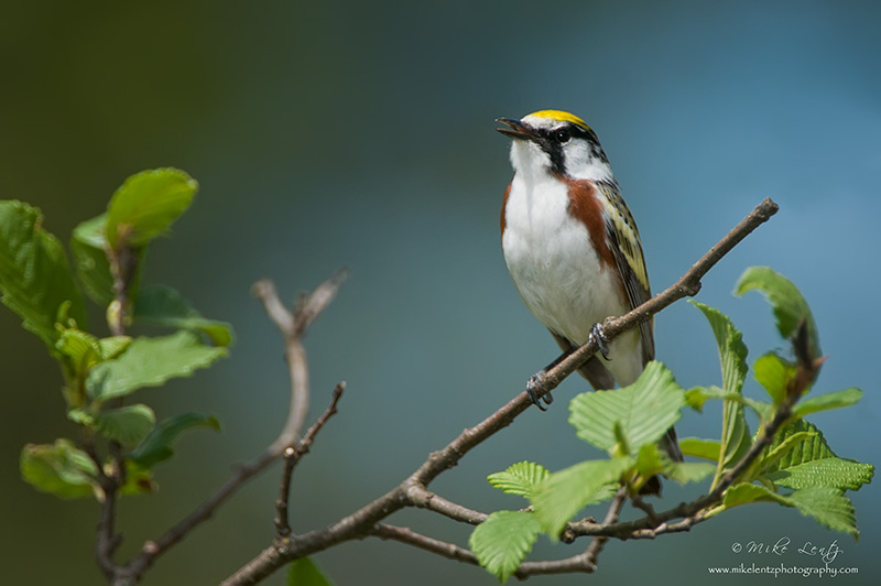 Chestnut Sided warbler