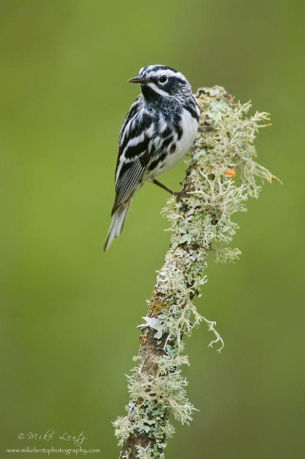 Black and white warbler