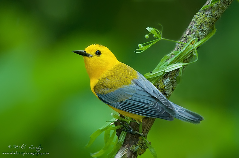 Prothonotary Warbler