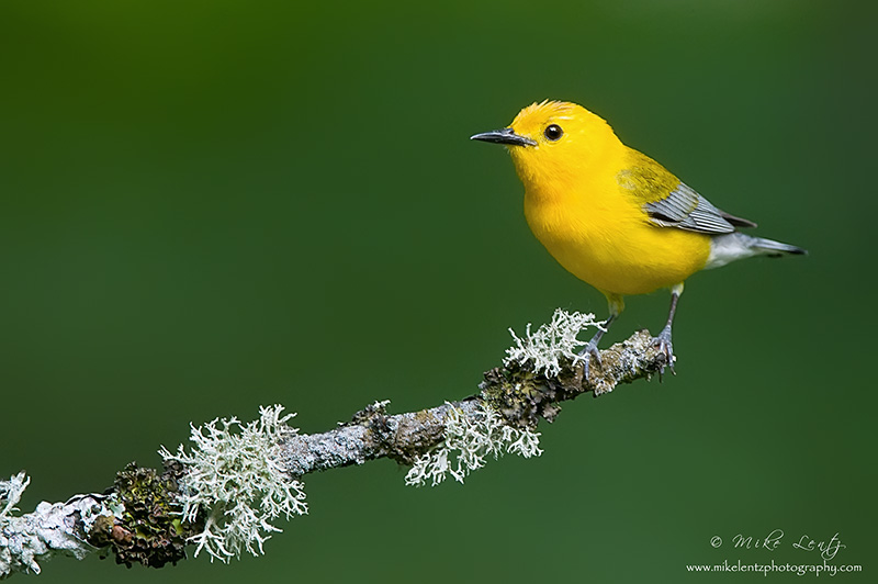 Prothonotary Warbler