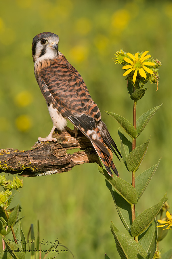 American Kestral (female)