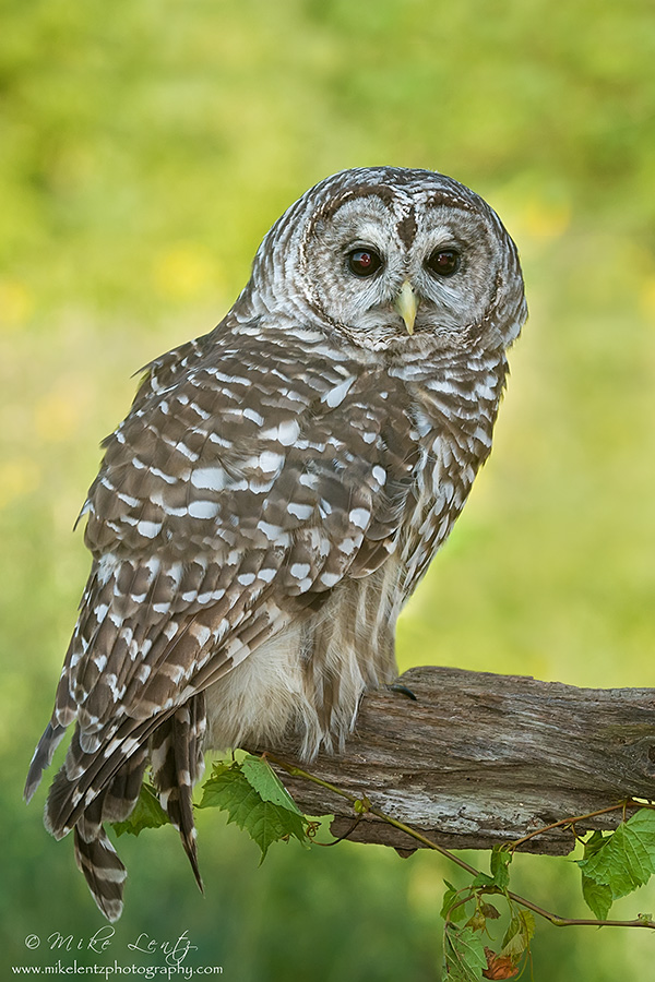 Barred Owl 