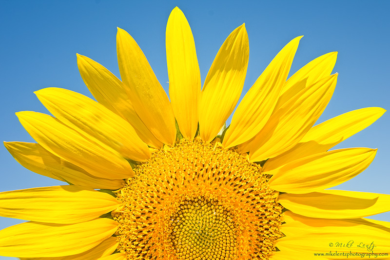 Sunflower half sun 